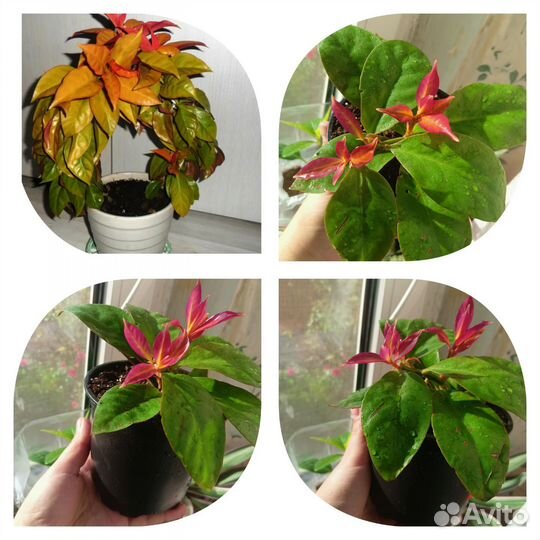 Комнатные растения