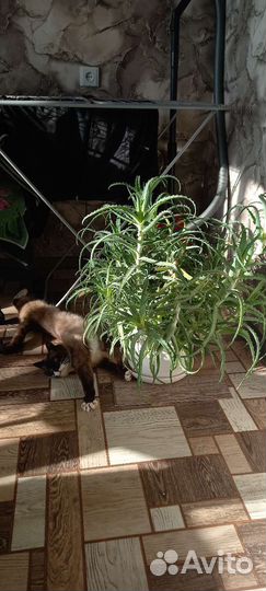 Алоэ столетник