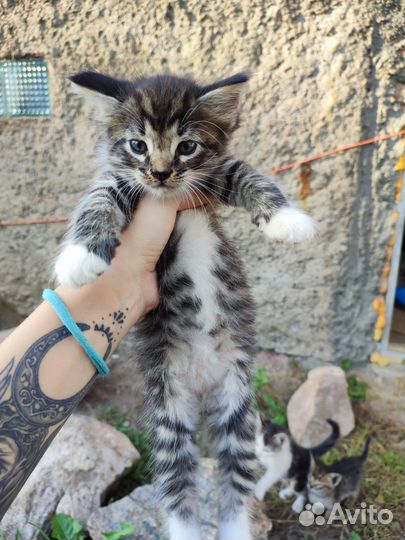 Котята мейн-кун бесплатно