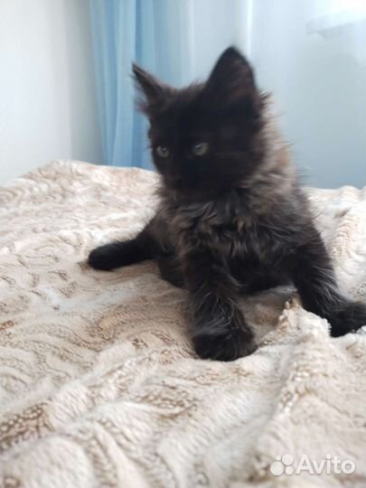 Кошки в добрые руки бесплатно