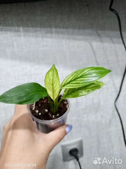 Сингониум Орм Нак,Жаклин,Орбифолия