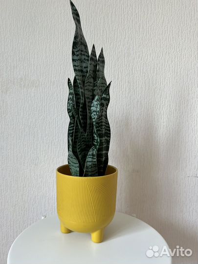 Искусственное растение сансевиерия