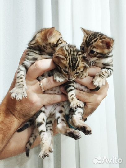 Бенгальские котята