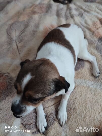 Собачка Раечка