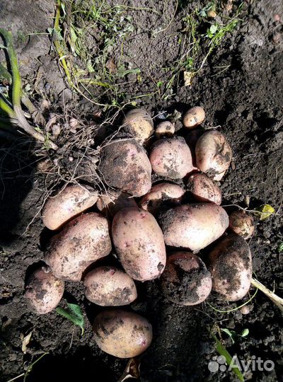 Картофель на еду деревенский