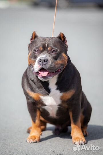 Американский булли Иракли открывается на 2 вязки