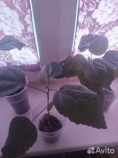 Гибискус или китайская роза, Махровый красный