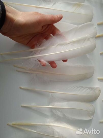 Перья разных птиц