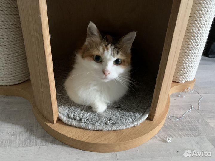 Ищет дом ласковая трёхцветка