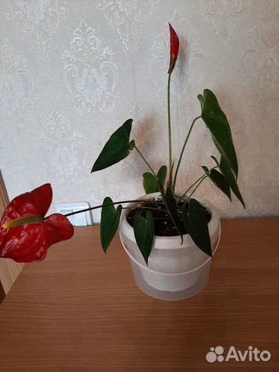 Антуриум(мужское счастье)