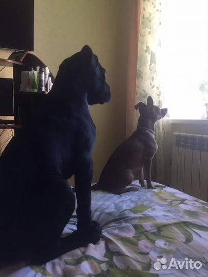 Отдам собаку