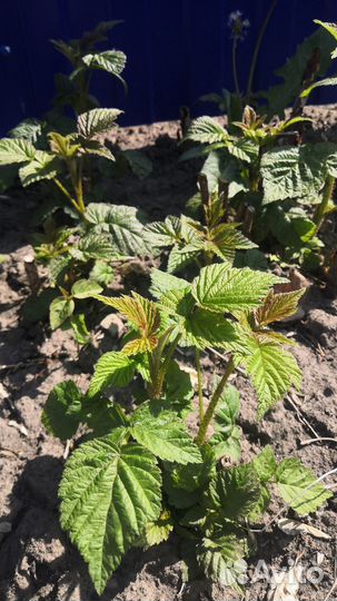 Саженцы ремонтантной малины