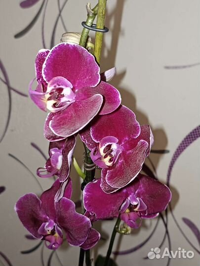 Орхидея фаленопсис, 3 куста в горшке