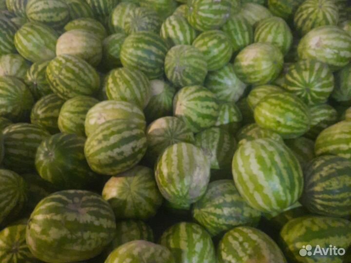 Арбуз оптом