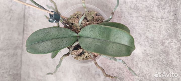 Фаленопсис I-Hsin Maple Valley