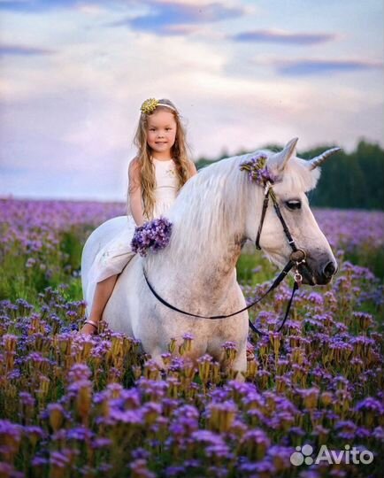 Конные прогулки, катание на санях и каретах