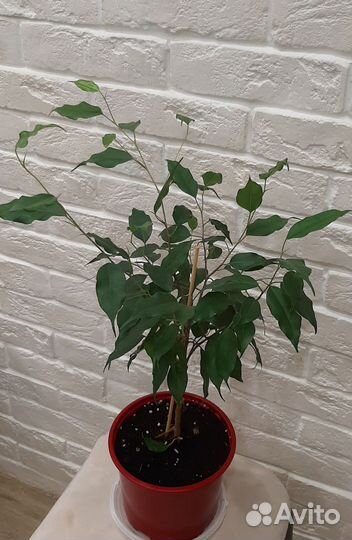 Фикусы 2