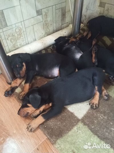 Щенки добермана