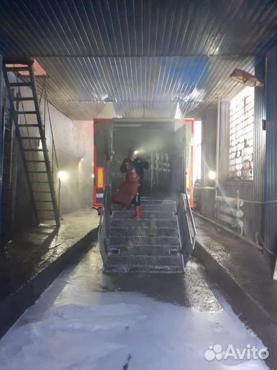 Скотовоз перевозка скота