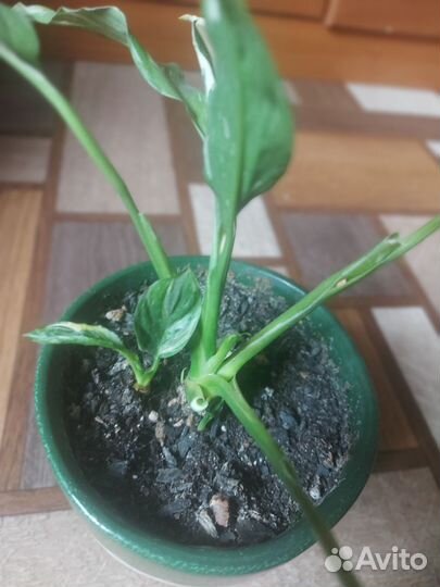 Спатифиллум вариегатный 2 вида