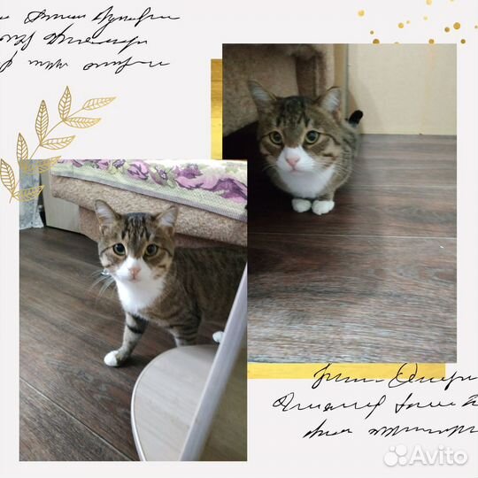 Котик пристраивается в добрые руки