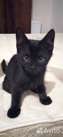 Отдам в добрые руки