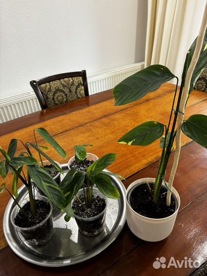 Комнатные растения