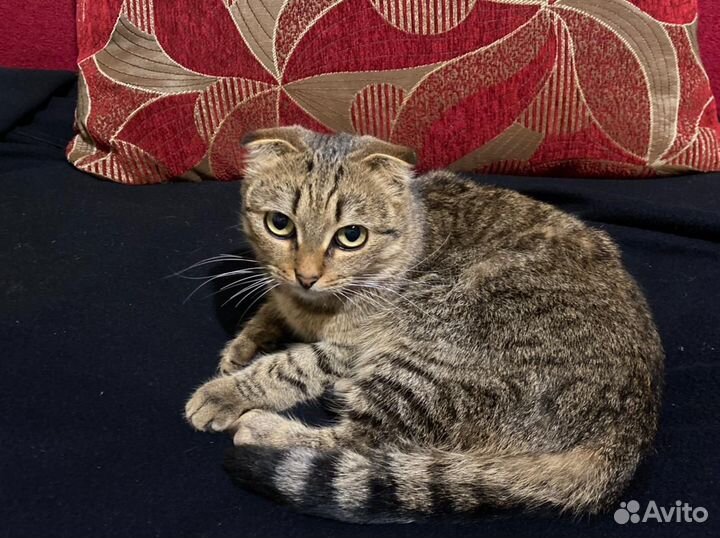 Кошка в заботливые руки