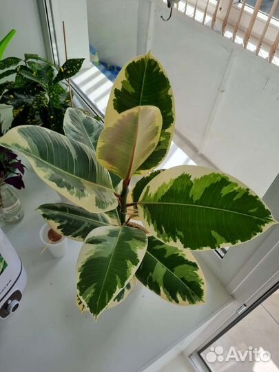 Фикус эластика тинеке