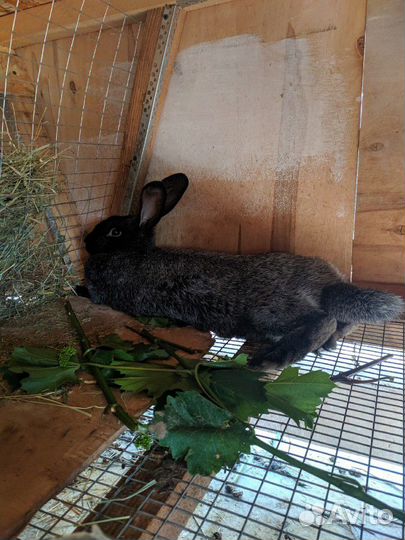 Кролики на племя