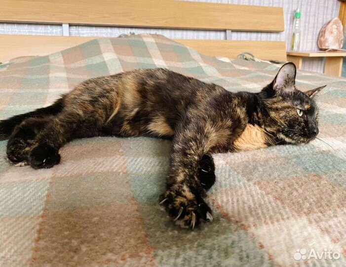 Ласкуша кисонька в добрые руки