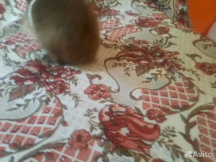 Кролик породы 