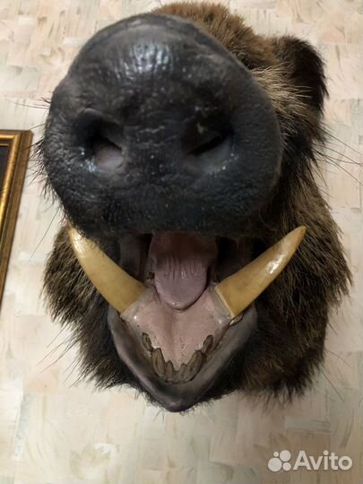 Продам чучело