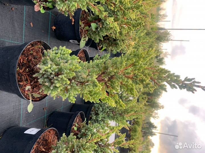 Можевельник