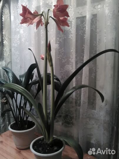 Амариллис или гиппеаструм(Цена за 1 отросток )