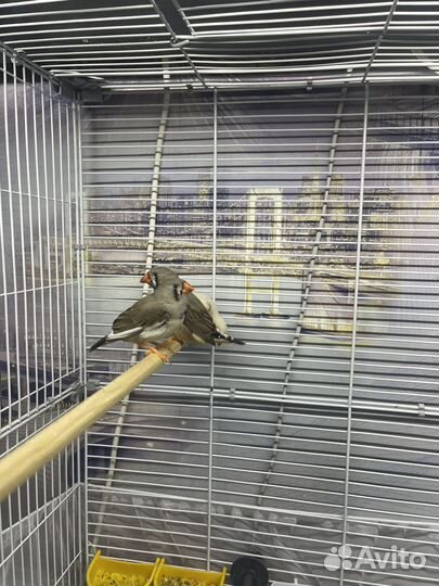 Птицы амадины