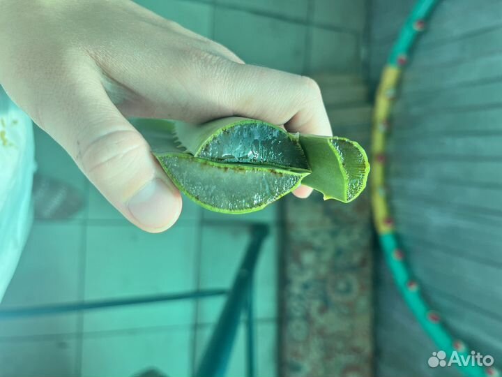 Листья Алоэ вера лечебный