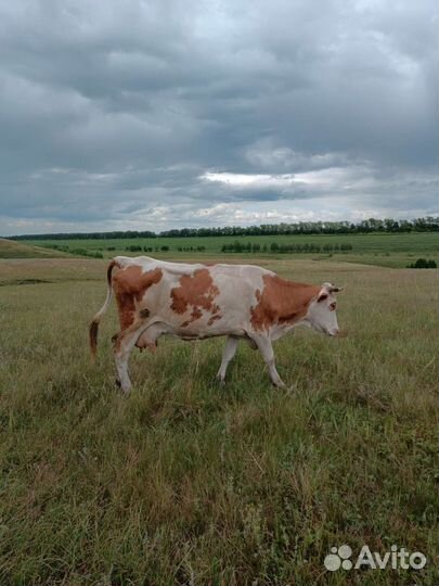 Корова стельная дойная