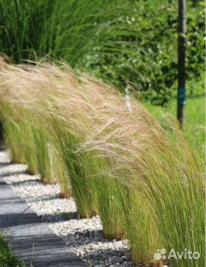 Ковыль для сада, рассада