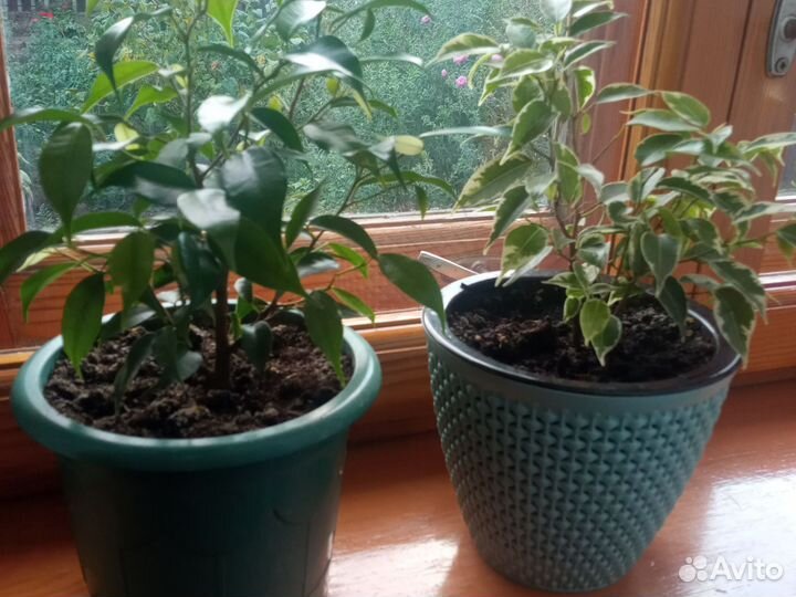 Бенджамина