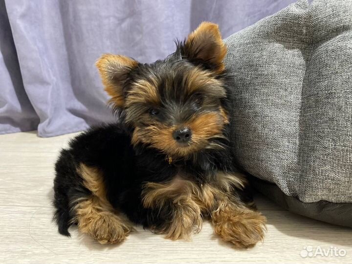 Йоркширский терьер