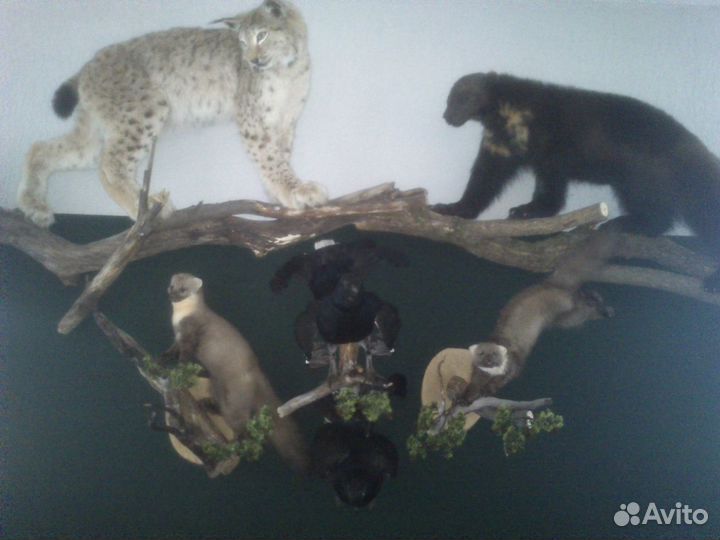 Чучела зверей и птиц