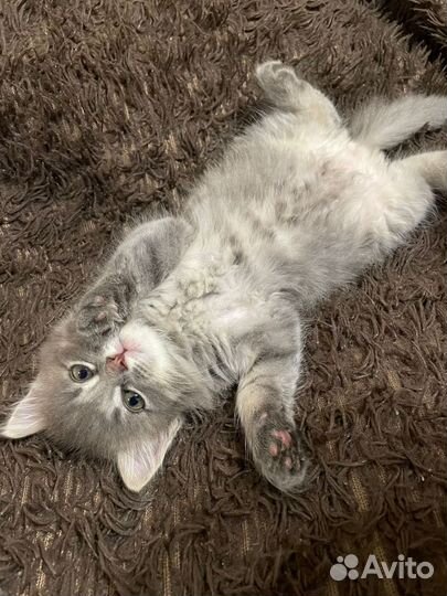 Домашние животные кот