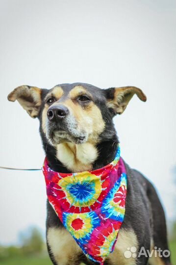 Метис овчарки в семью