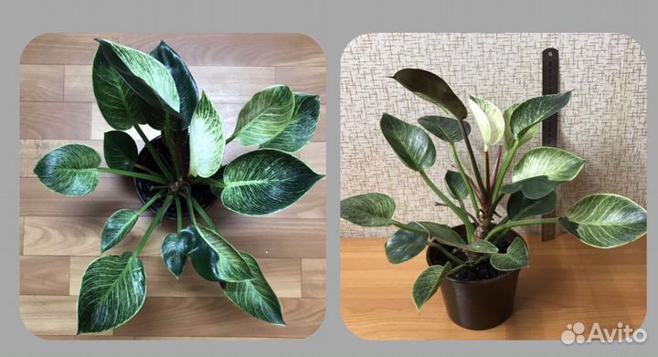 Филодендроны, сциндапсус