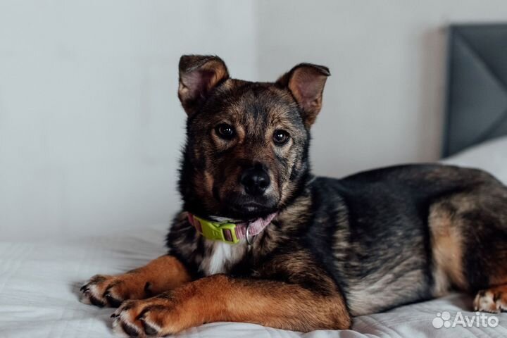 Щенок в добрые руки