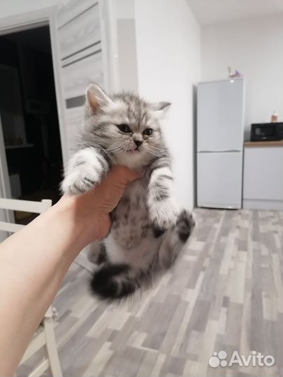 Британские котята