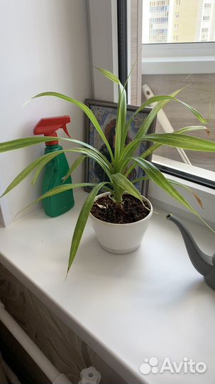 Комнатные растения цветы