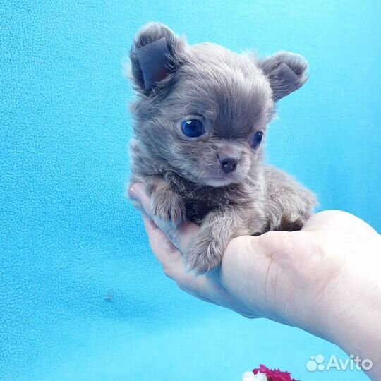 Щенки чихуахуа. Мини и стандарт