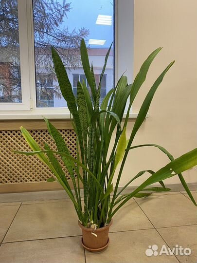 Сансевиерия